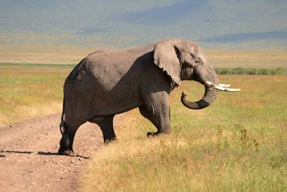 Bull Elephant in the Ngorongoro crater